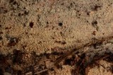 Basidioradulum crustosum image