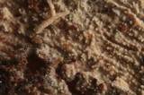 Basidioradulum crustosum image