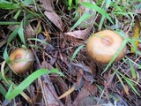 Psilocybe subaeruginosa image