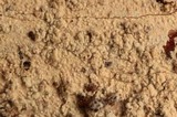 Hyphodontia subalutacea image
