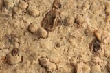 Hyphodontia subalutacea image
