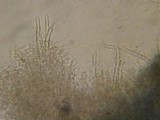 Hyphodontia subalutacea image