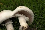 Agaricus arvensis image