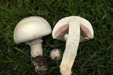 Agaricus arvensis image