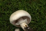 Agaricus arvensis image