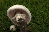 Agaricus arvensis image