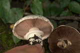 Agaricus bitorquis image