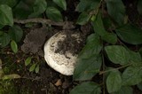 Agaricus bitorquis image