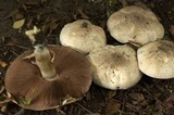 Agaricus bitorquis image