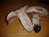 Agaricus bitorquis image