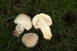 Agaricus arvensis image