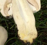 Agaricus arvensis image