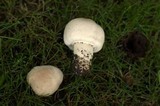 Agaricus arvensis image