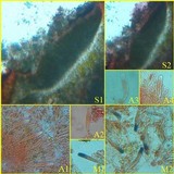 Fulgensia fulgens image