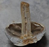 Agaricus arvensis image