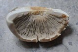 Agaricus arvensis image