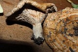 Lactarius psammicola image