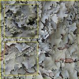 Parmotrema reticulatum image