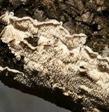 Irpex lacteus image