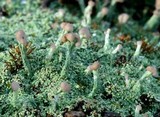 Cladonia peziziformis image