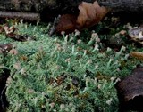 Cladonia peziziformis image