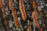 Phlebia radiata image