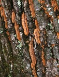 Phlebia radiata image