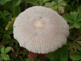 Amanita sect. Vaginatae image