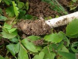 Amanita sect. Vaginatae image