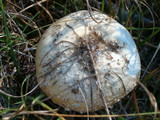 Amanita amerimuscaria image
