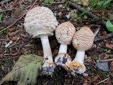 Chlorophyllum rachodes image