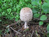 Chlorophyllum rachodes image