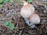 Chlorophyllum rachodes image