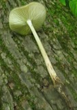 Hymenopellis megalospora image