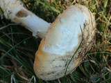 Amanita amerimuscaria image