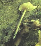 Hymenopellis megalospora image