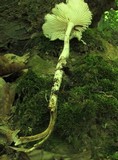 Hymenopellis megalospora image