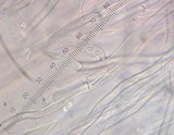 Loweomyces fractipes image