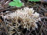 Lentaria micheneri image
