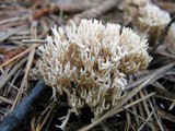 Lentaria micheneri image