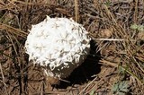 Calvatia sculpta image