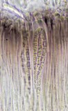 Herteliana alaskensis image