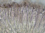 Herteliana alaskensis image
