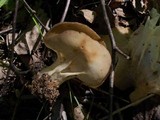 Helvella queletii image