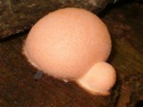 Lycogala epidendrum image
