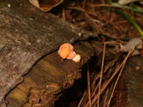 Lycogala epidendrum image