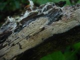 Hyphoderma roseocremeum image