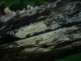 Hyphoderma roseocremeum image
