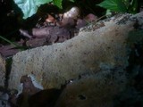 Hyphodermella corrugata image