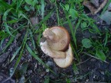 Lactarius cremor image